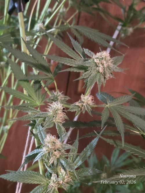 Straw-Trop Cherry Strng Seeds. Week 13