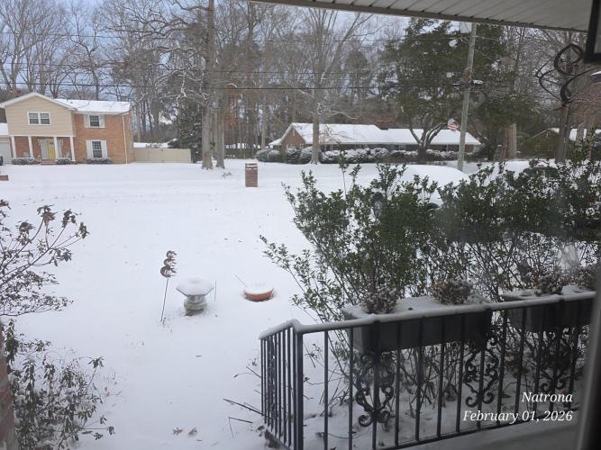 Straw-Trop Cherry Strng Seeds. Week 13