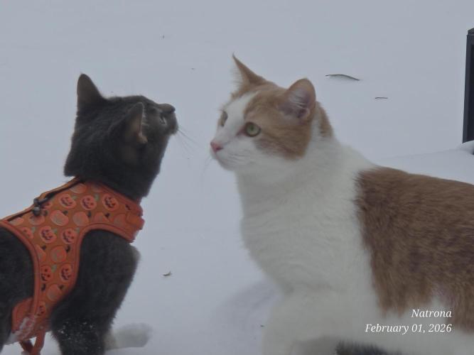 Straw-Trop Cherry Strng Seeds. Week 13