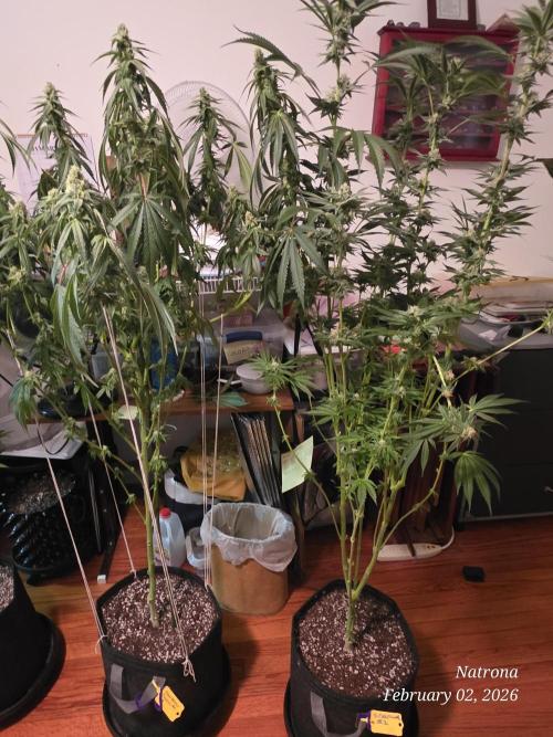 Strawberry Cadillac-Strng Seeds. Week 13