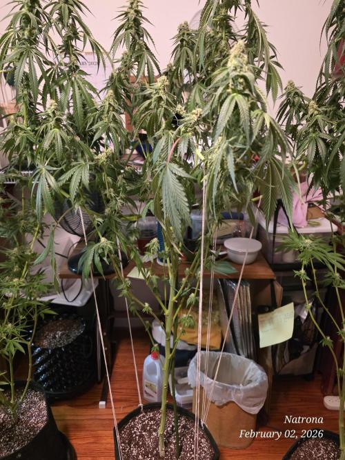 Strawberry Cadillac-Strng Seeds. Week 13