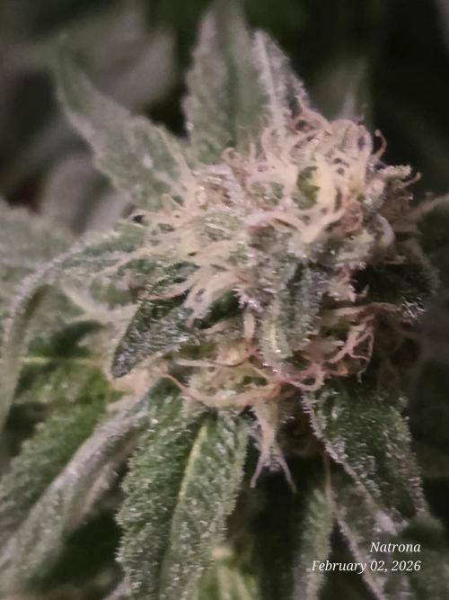 Strawberry Cadillac-Strng Seeds. Week 13