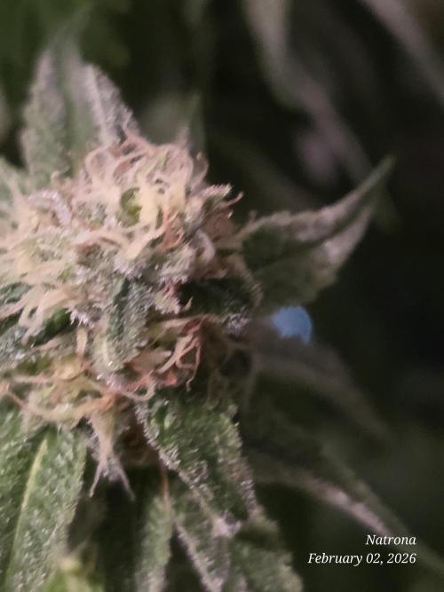 Strawberry Cadillac-Strng Seeds. Week 13