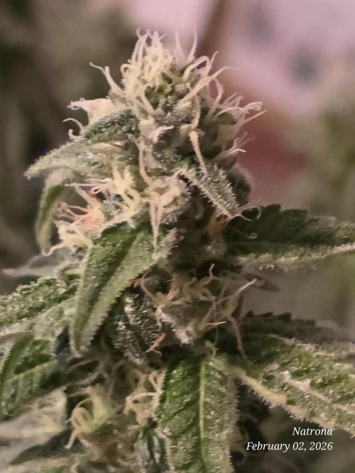 Strawberry Cadillac-Strng Seeds. Week 13