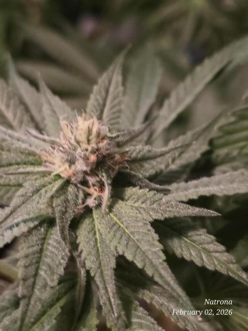 Strawberry Cadillac-Strng Seeds. Week 13