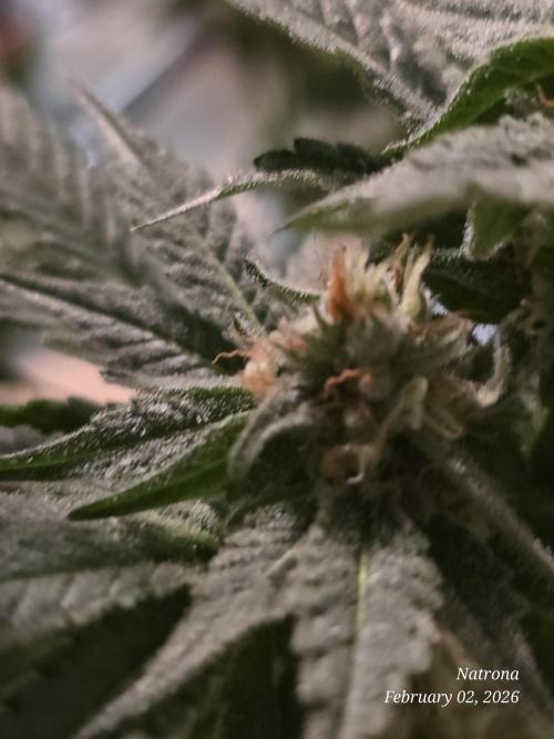 Strawberry Cadillac-Strng Seeds. Week 13