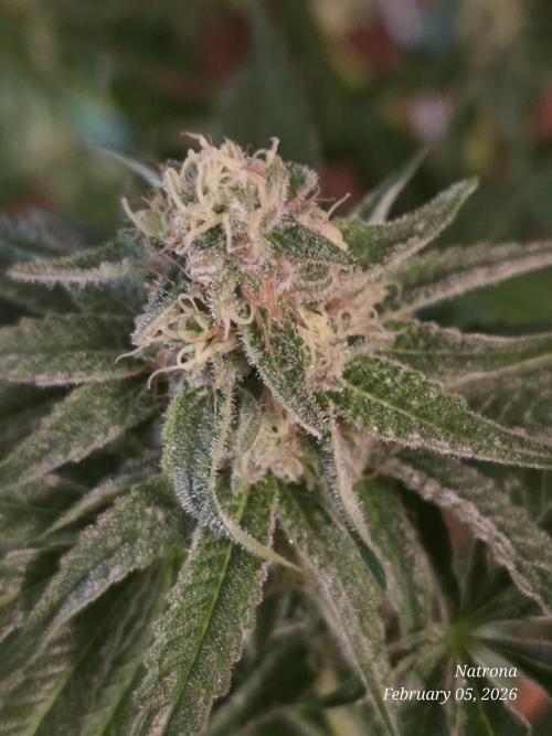 Strawberry Cadillac-Strng Seeds. Week 13