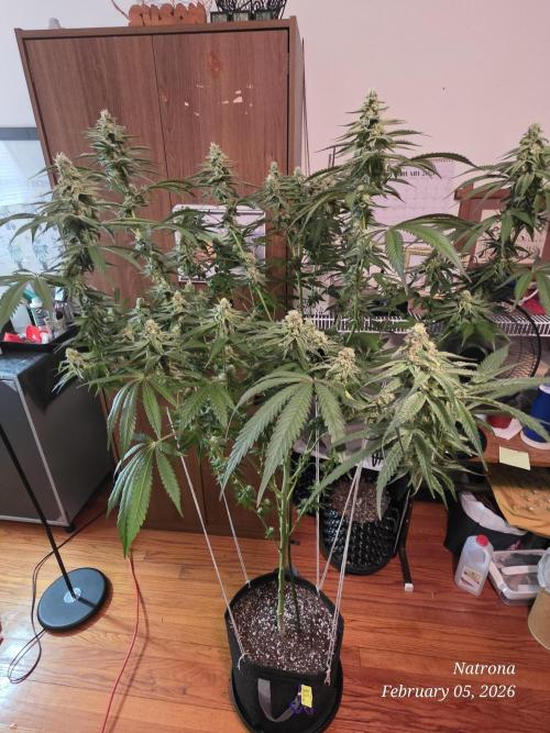 Strawberry Cadillac-Strng Seeds. Week 13