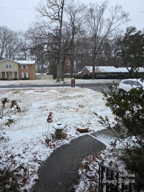 Strawberry Cadillac-Strng Seeds. Week 13