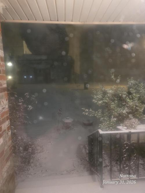 Strawberry Cadillac-Strng Seeds. Week 13