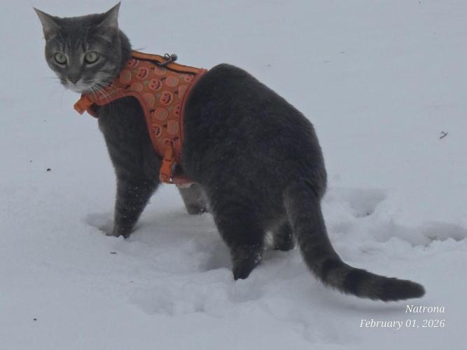 Strawberry Cadillac-Strng Seeds. Week 13