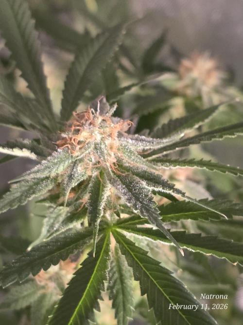 Straw-Trop Cherry Strng Seeds. Week 14