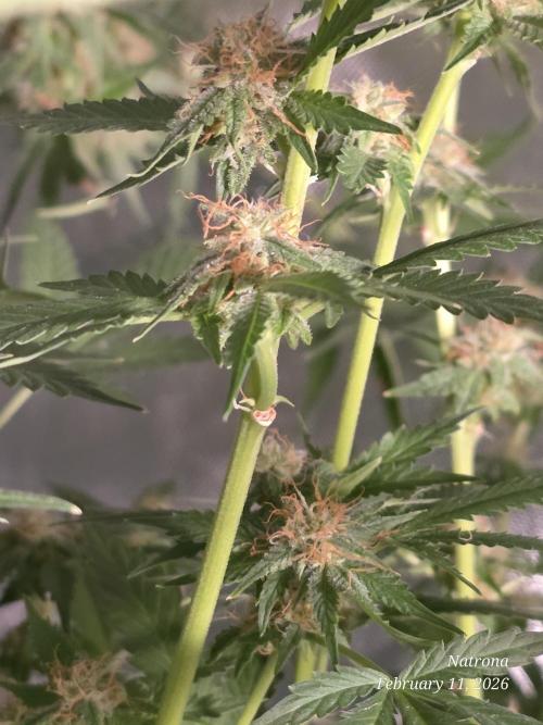 Straw-Trop Cherry Strng Seeds. Week 14