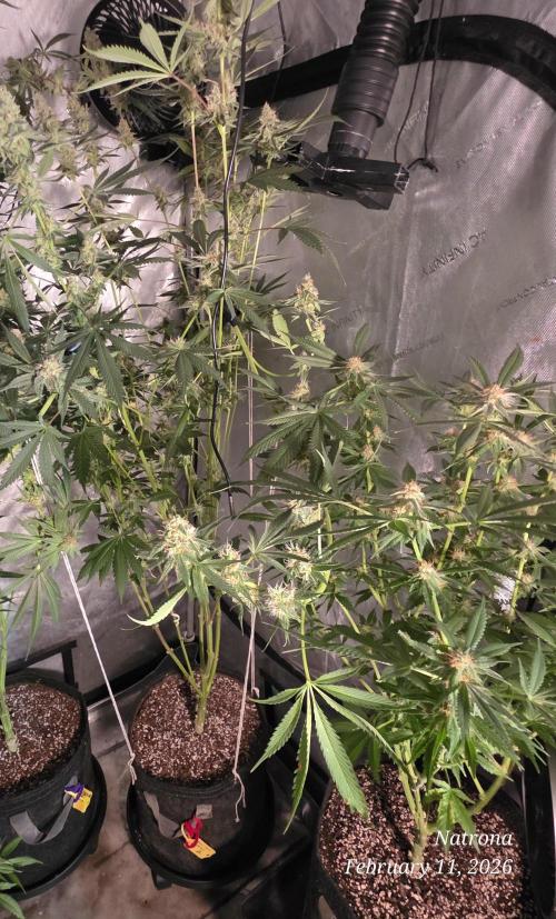 Straw-Trop Cherry Strng Seeds. Week 14