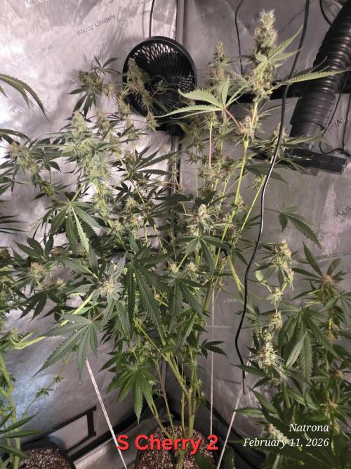 Straw-Trop Cherry Strng Seeds. Week 14