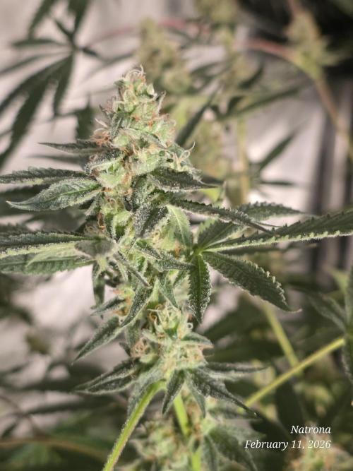 Straw-Trop Cherry Strng Seeds. Week 14