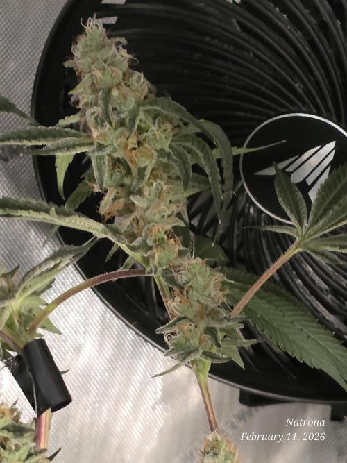 Straw-Trop Cherry Strng Seeds. Week 14