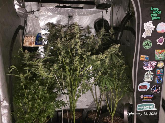 Straw-Trop Cherry Strng Seeds. Week 14