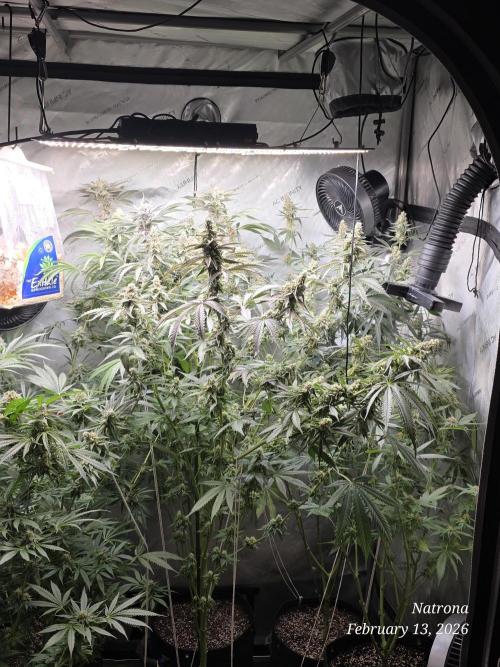 Straw-Trop Cherry Strng Seeds. Week 14