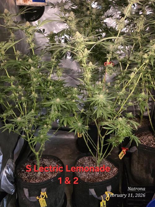 Straw-Lectric Lemonade Strng Seeds. Week 14