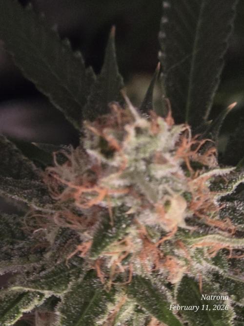 Straw-Lectric Lemonade Strng Seeds. Week 14