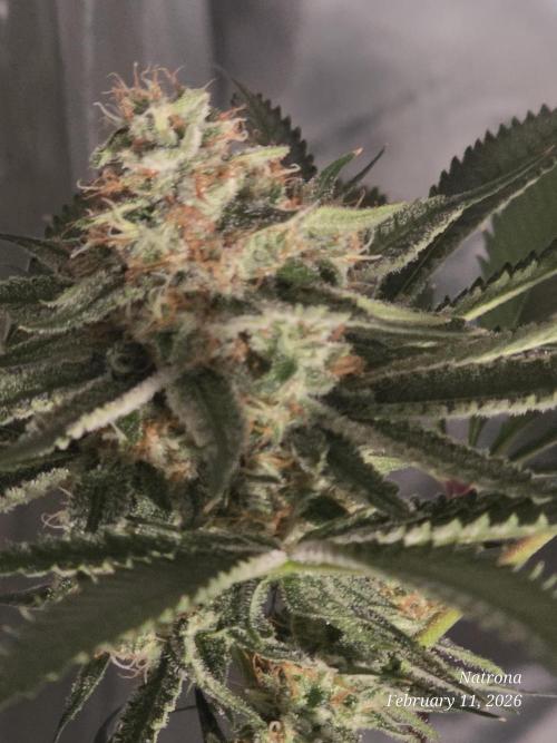 Straw-Lectric Lemonade Strng Seeds. Week 14