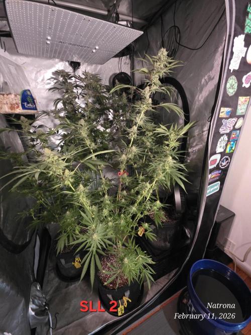 Straw-Lectric Lemonade Strng Seeds. Week 14