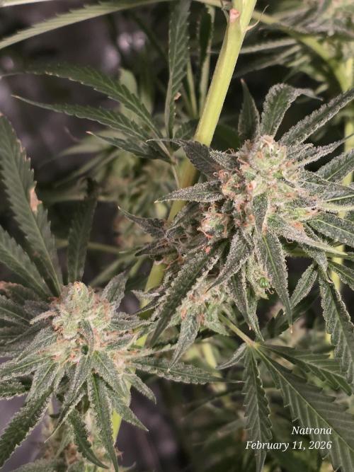 Straw-Lectric Lemonade Strng Seeds. Week 14