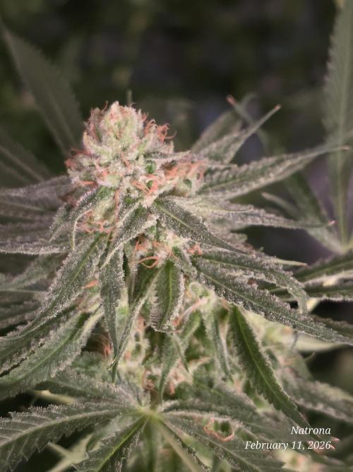 Straw-Lectric Lemonade Strng Seeds. Week 14