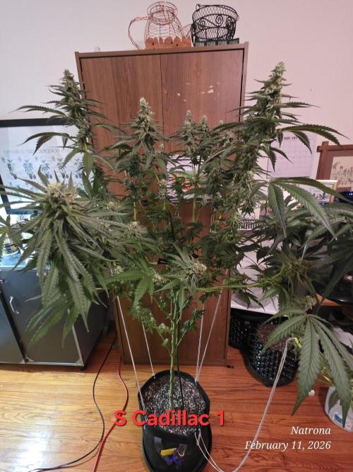 Strawberry Cadillac-Strng Seeds. Week 14