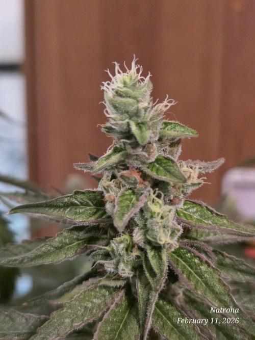 Strawberry Cadillac-Strng Seeds. Week 14