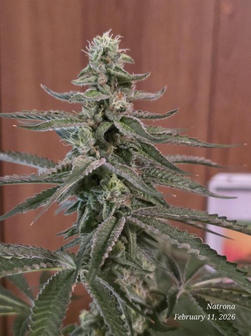 Strawberry Cadillac-Strng Seeds. Week 14