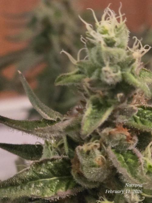 Strawberry Cadillac-Strng Seeds. Week 14