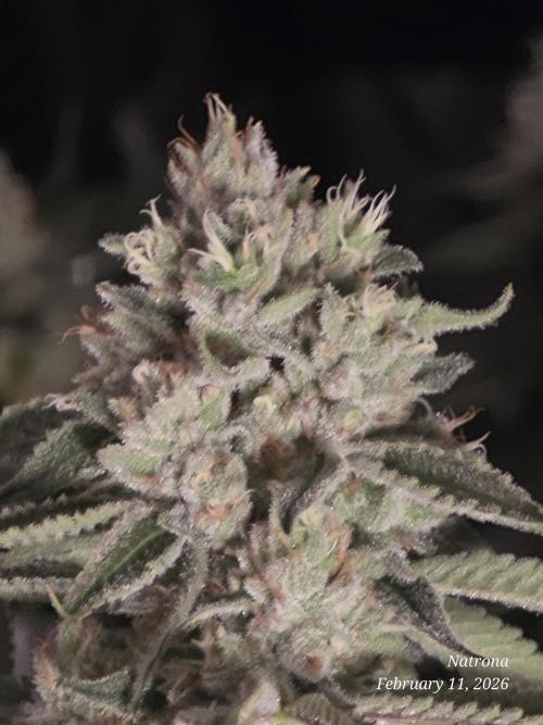 Strawberry Cadillac-Strng Seeds. Week 14