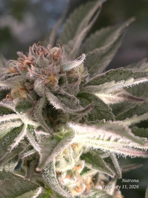 Strawberry Cadillac-Strng Seeds. Week 14