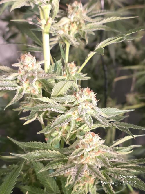 Strawberry Cadillac-Strng Seeds. Week 14