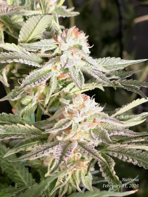 Strawberry Cadillac-Strng Seeds. Week 14