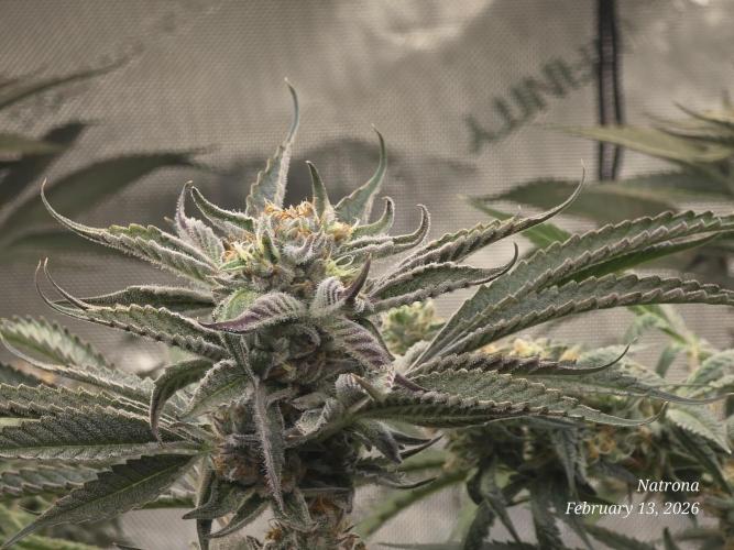 Strawberry Cadillac-Strng Seeds. Week 14