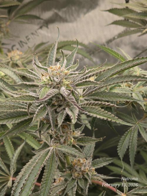 Strawberry Cadillac-Strng Seeds. Week 14