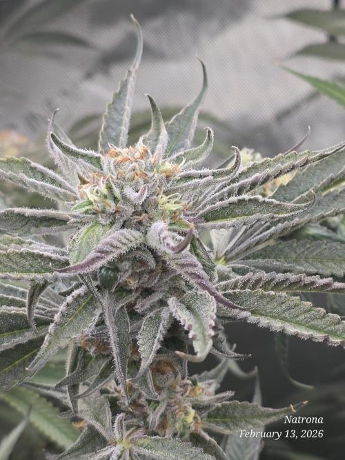 Strawberry Cadillac-Strng Seeds. Week 14