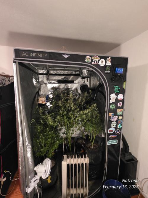 Strawberry Cadillac-Strng Seeds. Week 14