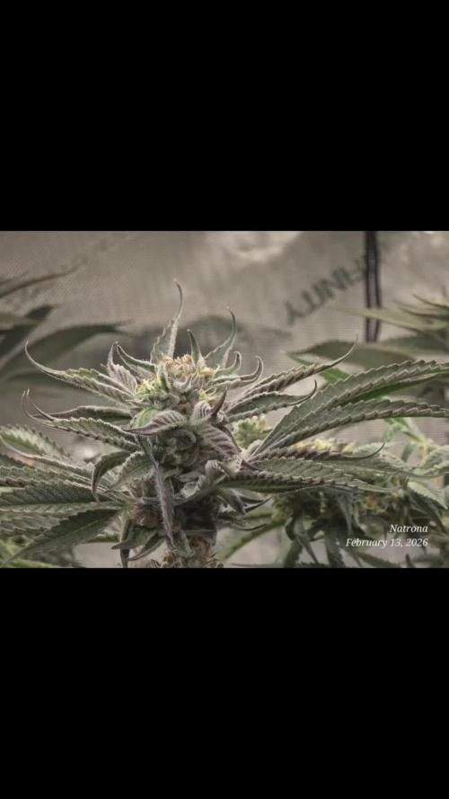 Strawberry Cadillac-Strng Seeds