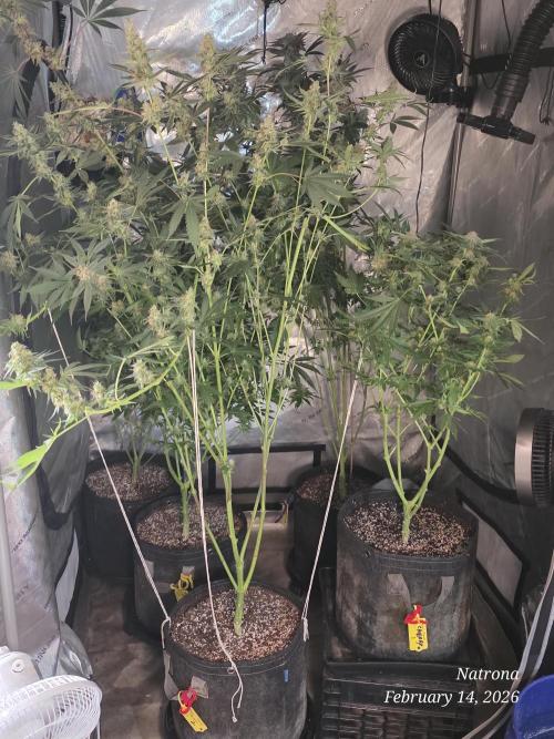 Straw-Trop Cherry Strng Seeds. Week 15