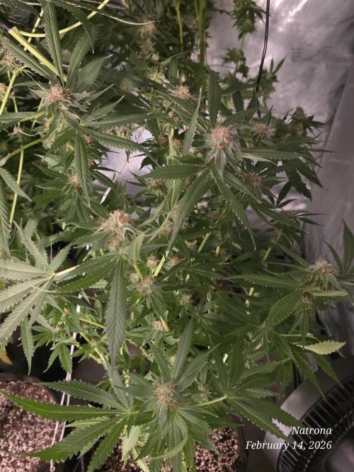 Straw-Trop Cherry Strng Seeds. Week 15