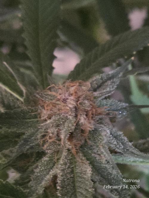 Straw-Trop Cherry Strng Seeds. Week 15