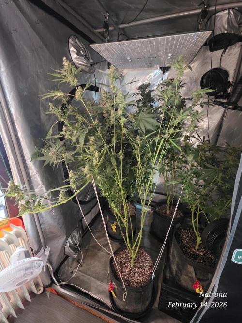 Straw-Trop Cherry Strng Seeds. Week 15