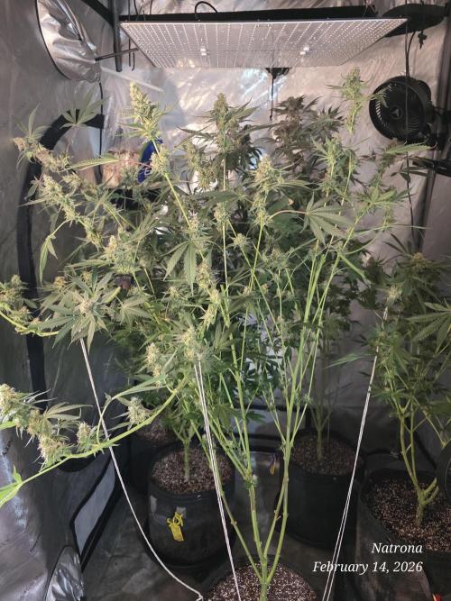 Straw-Trop Cherry Strng Seeds. Week 15