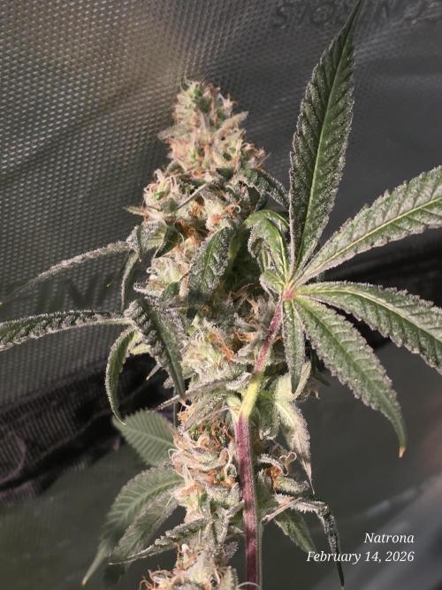 Straw-Trop Cherry Strng Seeds. Week 15