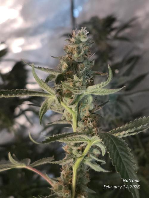 Straw-Trop Cherry Strng Seeds. Week 15