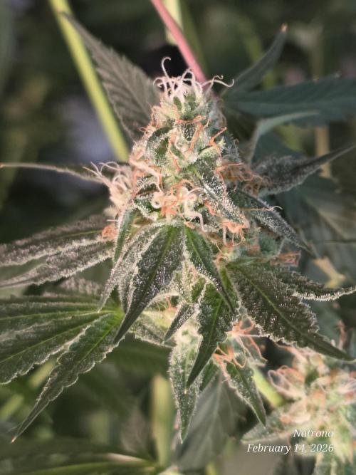 Straw-Trop Cherry Strng Seeds. Week 15